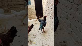 Usama kay birds 133#aseelmurgalover #aseelhenfarming #aseelchick #aseelfarming