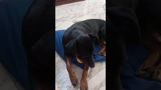 Playing Alone #reels #yt #doglover #dog #animals #sweet #shortvideo #video #pets #short