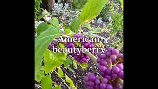 American beautyberry fruits & leaves.