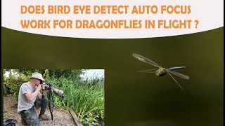 DOES BIRD EYE DETECT AUTO FOCUS WORK FOR DRAGONFLIES IN FLIGHT?