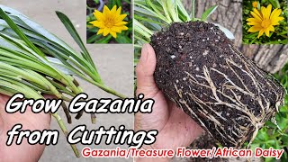 How to Easily Grow Gazania (African Daisy) from Cuttings | Propagation of Treasure Flower (扦插繁殖勋章菊花)