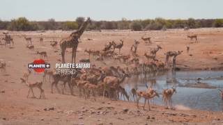 Planète Safari sur PLANÈTEPLUS CANADA