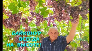 ДОЖДИ, ОИДИУМ И МИЛДЬЮ, А У БАЙКОНУРА ОПЯТЬ РЕКОРДНЫЙ УРОЖАЙ!