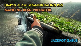 Jackpot Gabus  - Umpan Mancing Alami Untuk Mancing Ikan Predator