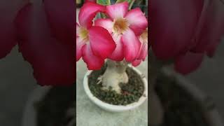 beautiful adenium plant 😊