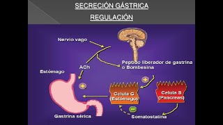 Clase Fisiopatologia enfermedades Gástricas