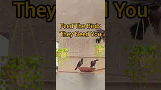 Feed the birds - Show them you care