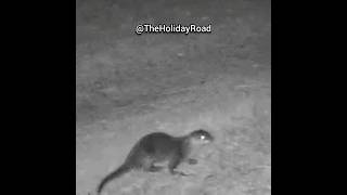 River otters caught on security camera. #shorts #otter #riverotter #securitycamera