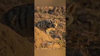 "Nature's Tiny Terminator: The Aardwolf Chronicles" #shorts #ytshorts