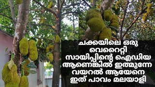 Amazing Jackfruit Cutting Skill | Jackfruit Cutting Malayalam | ചക്ക കൊണ്ടുള്ള അടിപൊളി ഐറ്റം