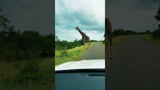 Witnessing the majestic stride of wild giraffe as it elegantly crosses the road #krugernationalpark