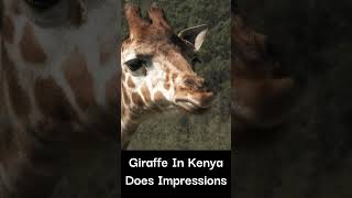 Giraffe in Kenya Makes Incredible Animal Impressions #kenyanews #animalfunny #satire #tongueincheek