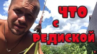 РЕДИС вырос в стрелку