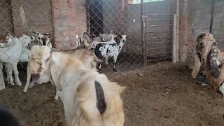 CG Agro Goat Farm Ambikapur Chhattisgarh mo 9713876186