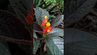 copper leaf flower #shorts #reels #shortfeed #shortvideos #youtubeshorts #copperleaf #viral