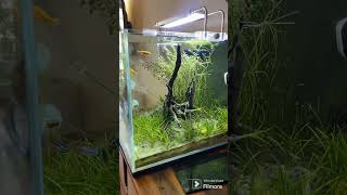 Aqua2 Lab Cube #plantedaquarium #aquarium