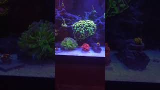 Nano Coral Reef Aquarium