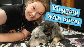 Vlogging With Silver ~ And You Get To See Some Other Critters Too ~