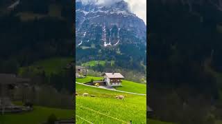 Grindelwald Village, Switzerland 🇨🇭 قرية جريندلفالد في سويسرا