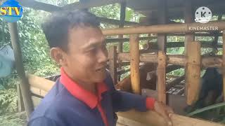 ternak kambing modal 2 jt untung berlipat-lipat@sstvchenel