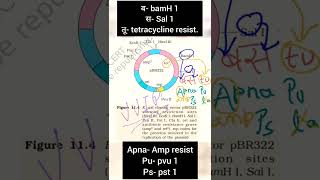 BIOTECHNOLOGY NCERT DIAGRAMS PBR 322 - NEET TRICKS 🥰 #mbbs #neet #allen #memonics #exams