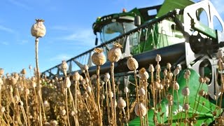 Poppy Seed - Seeding to Harvest | John Deere 7280R - S680i - Lemken | Blauwmaanzaad oogst Thes Agro