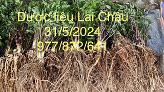 Đương quy. Tam thất, ba kích, sâm cau, trâu cổ 31/5-977/872/641