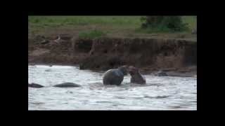 Hippo fight