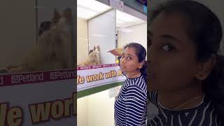 💥Americaல நாய்🐶வாங்க போறோம்💢 Pets in USA #shorts #tamilvlog #shortsfeed #youtubeshorts #ytshorts