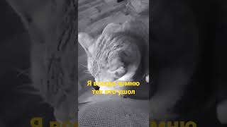 я ухожу с котом