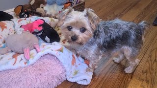 Rylies Afternoon FUN#yorkies #viralvideo #Rylie