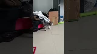 the baby cat 🥰 #short #catvideo #petlover