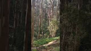 Cross Country Hike 05 Forest, VIC Australia #shorts #nature #forest #listen #cross-country