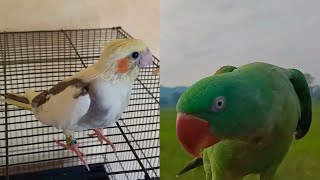 feed baby cockatiel and fly alexandrine parrot Doom