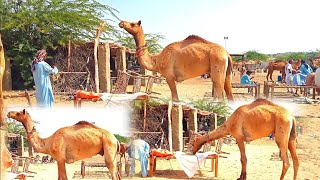 Camel Video Camel Mandi