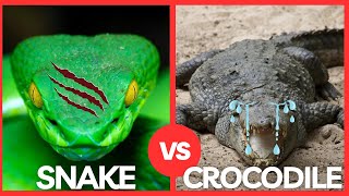 Snake vs Crocodile