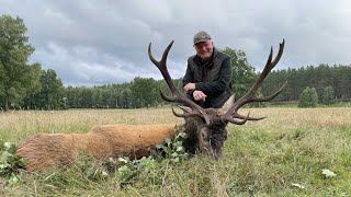 Interessanter II B Hirsch liegt auf der Strecke - Hirschbrunft in Pommern