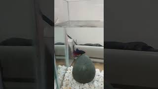 Beta Fish Showoff