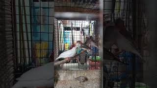 😍Finches😍            #animals #viral #viralvideo #birds #cute #viralshorts #little