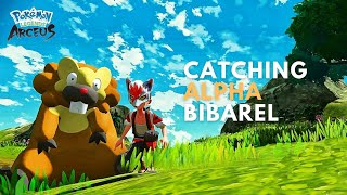 Catching an Alpha Bibarel in Pokemon Legends Arceus