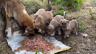 Çalılıkta Saklanan Yavru Köpekler Mama İçin Geldi