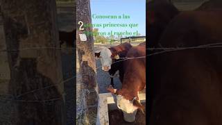 Cómo ven a las nuevas princesas que llegaron al rancho el 3 hermosas Hereford