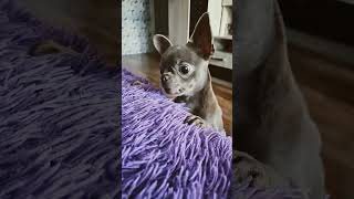 #shortvideo #dog #chihuahua #рекомендации