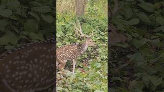 cervo macho alfa no cio. Chifres enormes. época de acasalamento