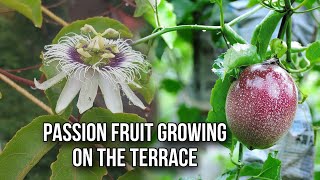 Passion Fruit Growing On The Terrace