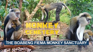 The Strange Monkey Cemetery At Boabeng Fiema Monkey Sanctuary