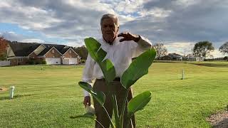 Nature Lesson - "Elephant Ear"