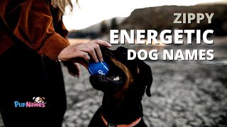 55+ Zippy ENERGETIC DOG NAMES (& what they mean!) | PupNames.com