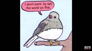 Annoyed bird meme