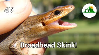 The Largest Skink In The Southeast: The Broadhead Skink! (4K)